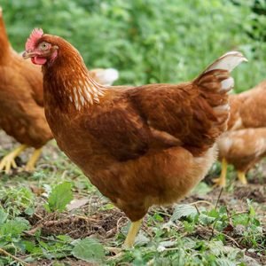 Breeds - Bob's Biddies LLC Chicken Hatchery