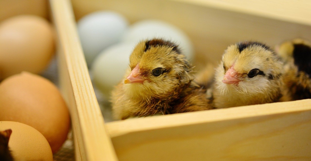 chick, hatched, cub-2232987.jpg