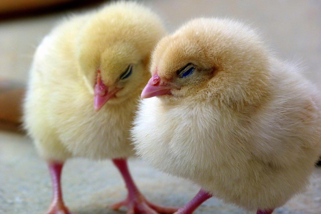 chicks, chick, chicken-1444525.jpg