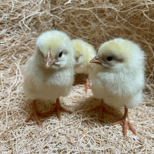 Cornish Cross Broilers Cornish Cross Broilers