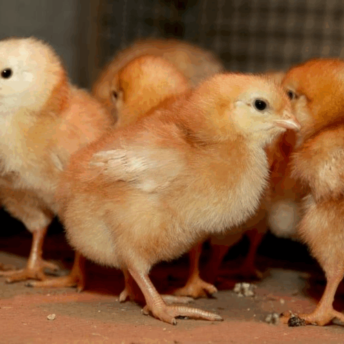 Lohmann Chicks High-End Brown Egg Layers