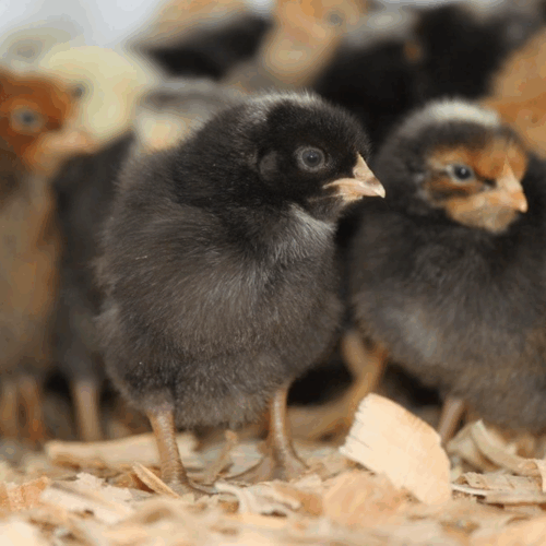 Rainbow Layer Chicks Rainbow Egg Layers